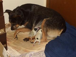 Two of Chloe's ACD puppies are born.