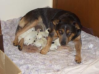 Purebred Quality Australian Cattle Dog Puppy Photo - Number 2
