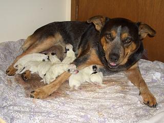 Purebred Quality Australian Cattle Dog Puppy Photo - Number 3