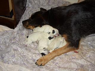 Purebred Quality Australian Cattle Dog Puppy Photo - Number 4