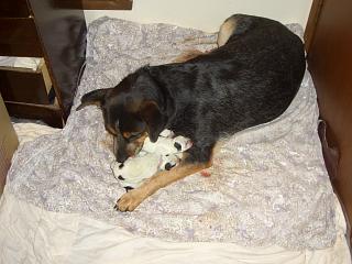 Purebred Quality Australian Cattle Dog Puppy Photo - Number 5