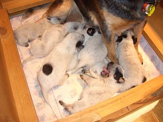 Chloe sitting with her 2006 litter of Purebred Australian Cattle Dog Puppies at www.AustralianCattleDogs.com.au