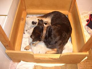 Chloe laying with her 2006 litter of Purebred Australian Cattle Dog Puppies at www.AustralianCattleDogs.com.au