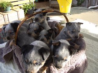 8 Purebred Australian Cattle Dog Puppies in a basket at www.AustralianCattleDogs.com.au