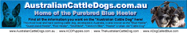 The Home of...Australian Cattle Dogs and Blue Heeler Cattle Dogs. http://www.AustralianCattleDogs.com.au