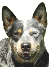 Hi, I'm Rowdy and you're at the right site for the best ACD puppies. Click my photo to vote for the pup you like and WIN!