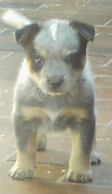 Pup #5 - Zorro @ 5 Weeks - Don't forget to VOTE for ME! 