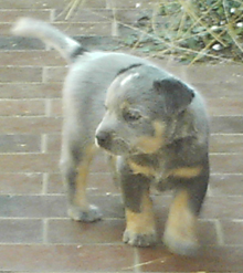 Pup #6 - Ferral @ 5 Weeks - Don't forget to VOTE for ME! 