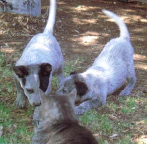 Puppy & Broozer at the Cat