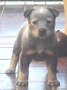 Pup #1 - Bella @ 5 Weeks - Don't forget to VOTE for ME!