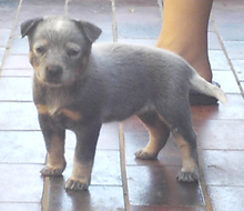 Pup #1 - Bella @ 5 Weeks - Don't forget to VOTE for ME!