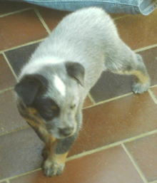 Pup #4 - Di @ 5 Weeks - Don't forget to VOTE for ME! 