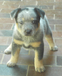 Pup #3 - Odd Ball @ 5 Weeks - Don't forget to VOTE for ME! 