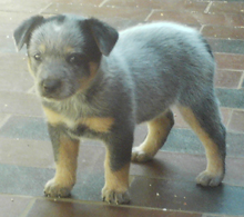 Pup #3 - Odd Ball @ 5 Weeks - Don't forget to VOTE for ME! 