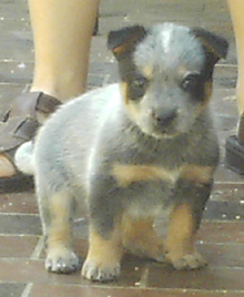 Pup #5 - Zorro @ 5 Weeks - Don't forget to VOTE for ME! 