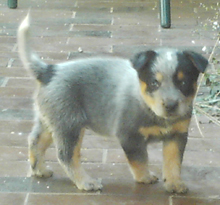 Pup #7 - Zorrette @ 5 Weeks - Don't forget to VOTE for ME! 