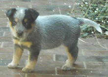 Pup #7 - Zorrette @ 5 Weeks - Don't forget to VOTE for ME!