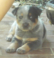 Pup #8 - Tezza @ 5 Weeks - Don't forget to VOTE for ME!