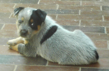Pup #8 - Tezza @ 5 Weeks - Don't forget to VOTE for ME!