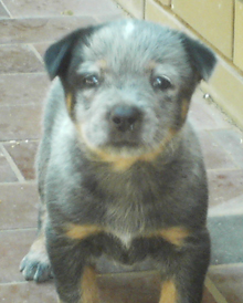 Pup #2 - Zak @ 5 Weeks - Don't forget to VOTE for ME!