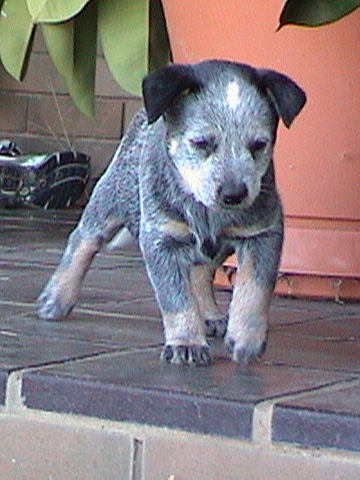 Pup #1 - Bella @ 7.5 Weeks - Don't forget to VOTE for ME!