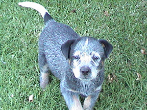 Pup #2 - Zak @ 7.5 Weeks - Don't forget to VOTE for ME!