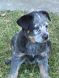 Puppy #2 - Zak - 7.5 weeks old - Hey don't forget to VOTE for ME!