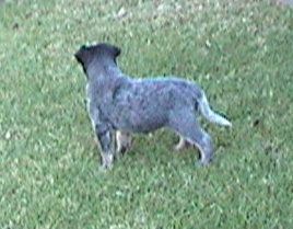 Pup #3 - Odd Ball @ 7.5 Weeks - Don't forget to VOTE for ME! 