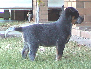 Pup #4 - Di @ 7.5 Weeks - Don't forget to VOTE for ME! 