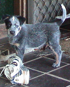Puppy #4 - Di - 7.5 weeks old - Hey don't forget to VOTE for ME!