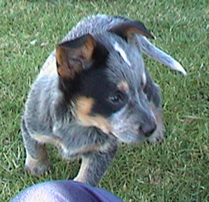 Pup #5 - Zorro @ 7.5 Weeks - Don't forget to VOTE for ME! 