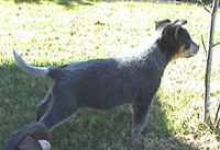 Pup #5 - Zorro @ 7.5 Weeks - Don't forget to VOTE for ME! 