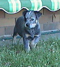 Pup #6 - Ferral @ 7.5 Weeks - Don't forget to VOTE for ME! 
