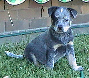 Pup #6 - Ferral @ 7.5 Weeks - Don't forget to VOTE for ME! 