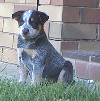 Pup #7 - Zorrette @ 7.5 Weeks - Don't forget to VOTE for ME!