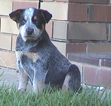 Pup #7 - Zorrette @ 7.5 Weeks - Don't forget to VOTE for ME!