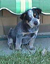 Pup #7 - Zorrette @ 7.5 Weeks - Don't forget to VOTE for ME!