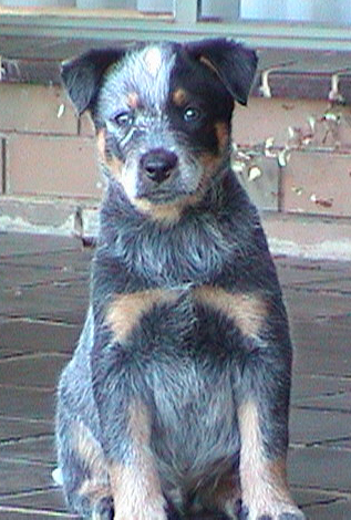 Pup #8 - Tezza @ 7.5 Weeks - Don't forget to VOTE for ME!