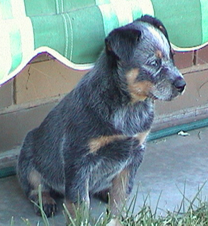 Pup #8 - Tezza @ 7.5 Weeks - Don't forget to VOTE for ME!