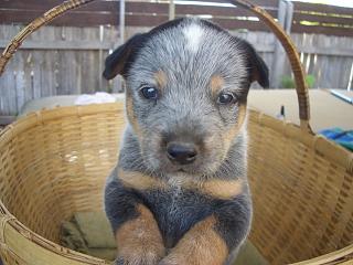 Puppy #1 - Toby - 5 weeks old - Hey don't forget to VOTE for ME!