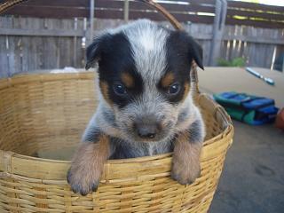 Puppy #2 - Frog - 5 weeks old - Hey don't forget to VOTE for ME!
