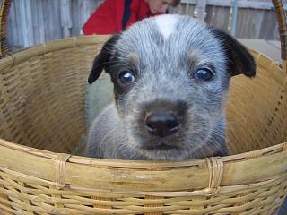 Puppy #3 - Angus - 5 weeks old - Hey don't forget to VOTE for ME!