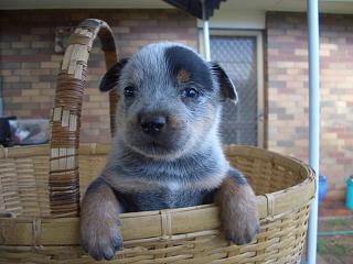 Puppy #4 - Patch - 5 weeks old - Hey don't forget to VOTE for ME!