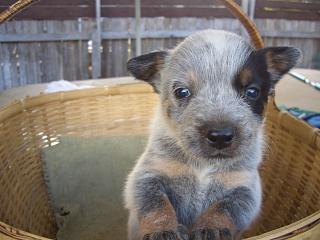 Puppy #5 - Randy - 5 weeks old - Hey don't forget to VOTE for ME!