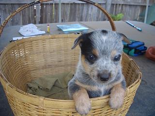 Puppy #9 - Nutt - 5 weeks old - Hey don't forget to VOTE for ME!