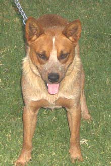 Hey Folks! Thanks for lookin'. My Name's RUSTY and I need a new good lovin' home.