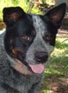 Gidday, I'm Mac the father of these puppies. You're at the right site for the absolute BEST Pure Bred, Australian Cattle Dog Puppies around.