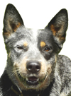 Hi, I'm Rowdy the father of these puppies. Click my photo to vote for the pup you like and WIN!