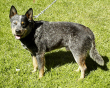 The Parents - "Rowdy" (Dog) 3 years old